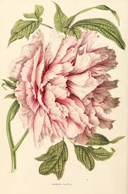 Peony Illustration Lourens Koster Botanical Drawings Botanical Illustration Botanical Prints