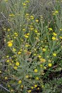 Image result for Pulicaria scabra