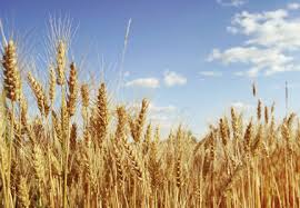 It will contain around 1 million kernels of wheat. Milling Operations Raw Wheat Yield Change Values World Grain Com January 29 2018 16 16