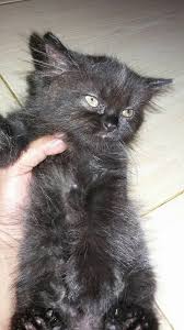 Kombinasi warna ini bukan sekedar kombinasi biasa. New Di Jual Kucing Jual Kucing Persia Anggora Queen Facebook