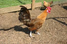 The head, showing the comb, of a buttercup cockerel photo courtesy of rupert stephenson. Sicilian Buttercup Pictures Video Information And Chicks