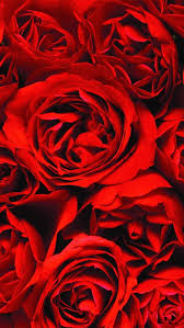 Iphone Wallpaper Red Roses Background Red Rose Tumblr Red Roses Wallpaper