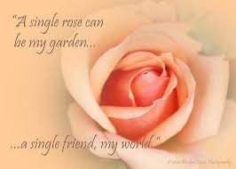 Check spelling or type a new query. Peach Rose With Quote Rose Peach Roses Single Rose