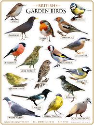 British Garden Birds Birds Beautiful Birds Backyard Birds