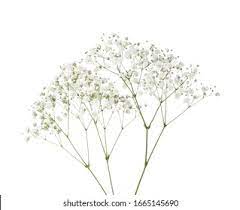 Baby S Breath Hd Stock Images Shutterstock