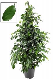 It performs best in bright sunny locations but will also survive in shade. Ficus Danielle An Extra Full Plant Florastore