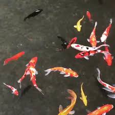 Biological Organization From Smallest To Largest That The Students Can Expect To Find At The Pond Pin On Koi