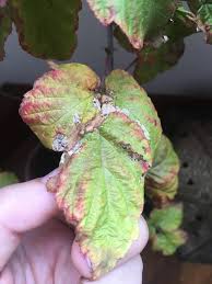Add 1 teaspoon of red raspberry leaves per cup. Ask A Question Forum Black Raspberry Leaves Curling And Discoloured Disease Or Deficiency Advice Garden Org