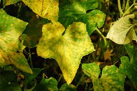 What's your thoughts on what to do when cucumber plants yellow? 5 Reasons Your Cucumber Leaves Are Turning Yellow And How To Fix It Gardening Herbs Plants And Product Reviews