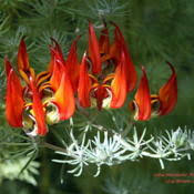 Maybe you would like to learn more about one of these? Lotus Vine Lotus Amazon Sunset Garden Org