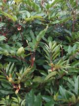 Image result for Cunonia capensis