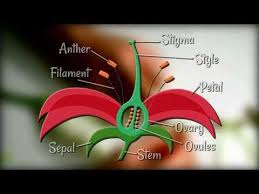 Flower Dissection Reproduction In Flowering Plants Youtube In 2020 Plant Lessons Plant Science Biology Plants