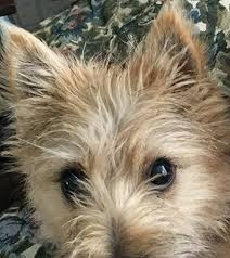A chihuahua and a cairn terrier are an extremely fun breed of dog to raise and to be around. Chihuahua Cairn Terrier Yorkie Mix Pets Lovers