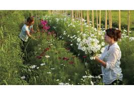 Retail facility provides an excellent selection of cut flowers, annuals, perennials, shrubs, trees and garden elements. Harvesting Pink And White Cosmos At Our Flower Farm Farm Flower Farm White Cosmo