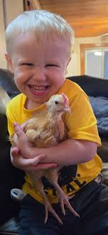 First time having polish chickens… hen or roo? Only about 6 weeks old.