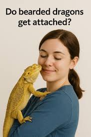 bearded dragon as a pet