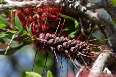 Image result for Melaleuca hypericifolia