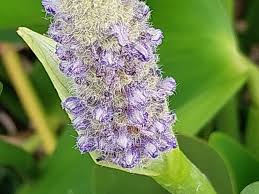 Image result for Pontederia