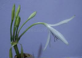 Image result for Crinum paludosum