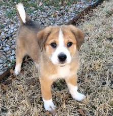 Golden retrievers are also excellent watchdogs. Australian Retriever Australian Shepherd Golden Retriever Mix Info Pictures