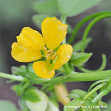 Image result for Senna tora