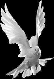 Black And White Pigeon Drawing Pin On Dove S