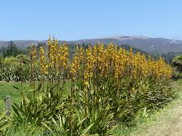 Image result for Wachendorfia