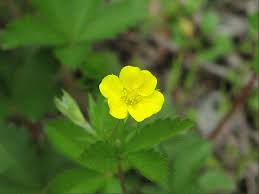 Image result for Potentilla simplex