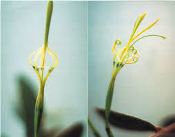 Image result for Plicosepalus amplexicaulis