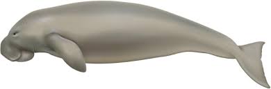 Dugong, also known as sea cow, is a close relative of manatee. Dugong Dugong Dugon Sciencedirect