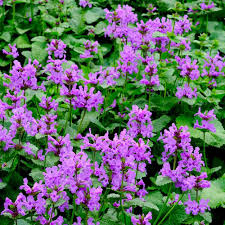 See more ideas about lambs ear plant, lambs ear, stachys byzantina. Lamb S Ear Seed Stachys Macrantha Bib Betony Flower Seeds
