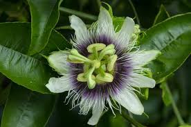 Image result for Olacaceae