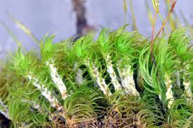 Image result for Porphyrostemma