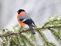 Wintervögel | welche vögel bleiben im winter hier und wie fütterst du daheimgebliebene wildvögel welche vögel bleiben im winter im heimischen garten. Stunde Der Wintervogel Diese Vogel Zeigen Sich Im Winter Geo