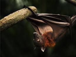 The Bat Is The Only Mammal That Can Fly They Locate Their Prey By Echolocation Echolocation Mammals Fun Facts