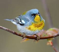 Birds Of Middle Tennessee Ten Most Beautiful Species Of Birds In Tennessee Bird Species Birds Beautiful Birds