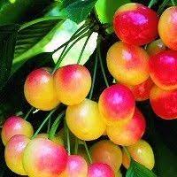 Check spelling or type a new query. 21 Summer Fruit Bearing Trees Ideas Fruit Fruit Bearing Trees Fruit Trees