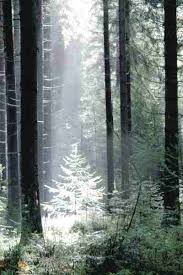 Image result for Melanospermum