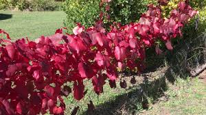 Grapevine wreaths are very popular to decorate as any occasion wreaths. Growing Ornamental Grape Vines Youtube