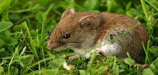 Die kleine maus schien leider nicht mehr ganz fit gewesen zu sein, sonst hätte sie mich sicher nicht so nah an sich herangelassen. Mause Im Garten Vertreiben I Ratgeber Tipps