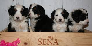 Check spelling or type a new query. Bernedoodles Breeder Tri Color Bernadoodle Puppies For Sale Illinois