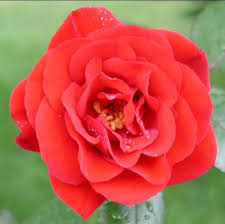 New York State Flower Rose Unique Flowers Rose Flowers
