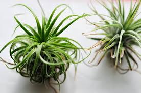 Love air plants but need some inspiration on what terrariums to use for them? Tillandsia Care And Display Of Air Plants