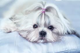 Your shih tzu may also suffer from abdominal pain or abdominal enlargement . Shih Tzu Facts