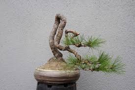 How To Make Bonsai Pots Kiwi Style Proudly Made In New Zealand Bonsai Plants Bonsai Styles Bonsai