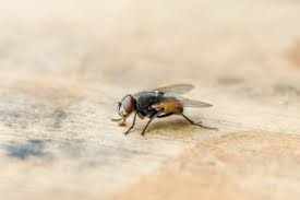 Tommy Lee Speaks Out Against Donkeys Being Forced to Carry Tourists in  Greece