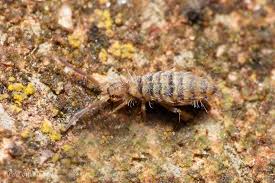 Image result for Entada mossambicensis