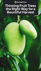 And like the bible says, i was enjoying the fruits of my labor. Thinning Fruit Trees The Right Way For A Bountiful Harvest