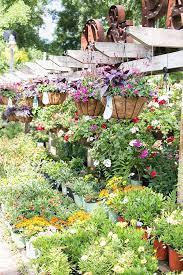 Sarah Hearts Orlando Palmers Garden And Goods Sarah Hearts Florida Plants Outdoor Plants Garden Containers