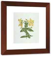 Image result for Hypericum quartinianum